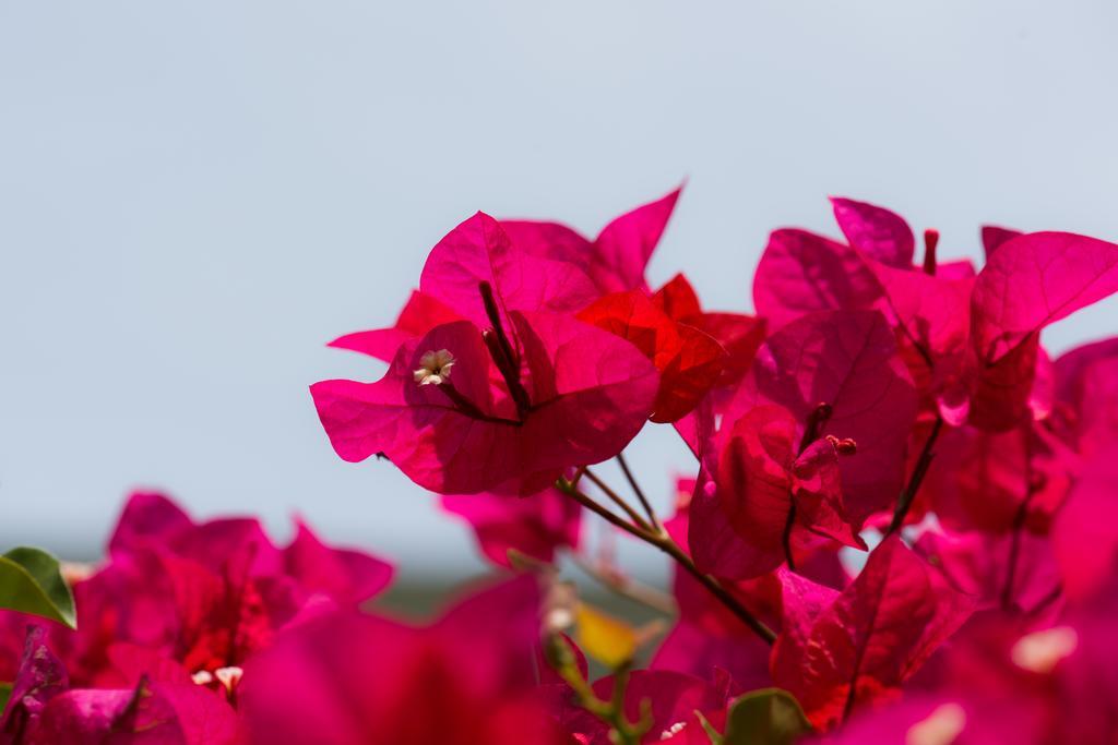 Hotel Bougainvillea San Jose Σάντο Ντομίγκο Εξωτερικό φωτογραφία