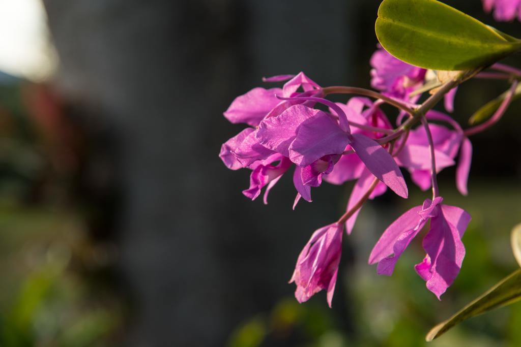 Hotel Bougainvillea San Jose Σάντο Ντομίγκο Εξωτερικό φωτογραφία